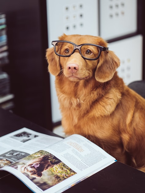 Benefits of Regular Vet Visits