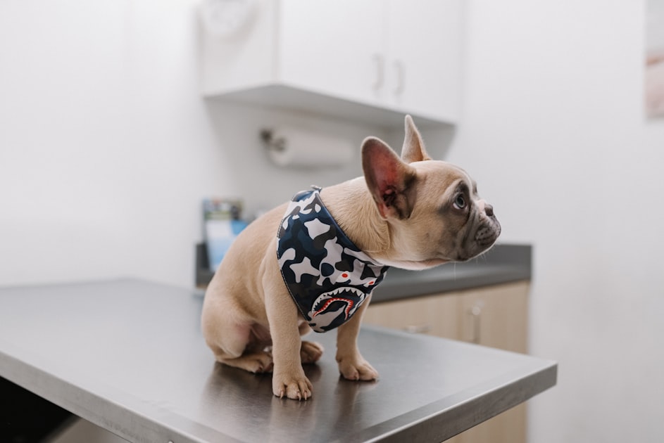 Common Pet Medications